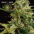 Super Skunk Auto Vision Seeds 1