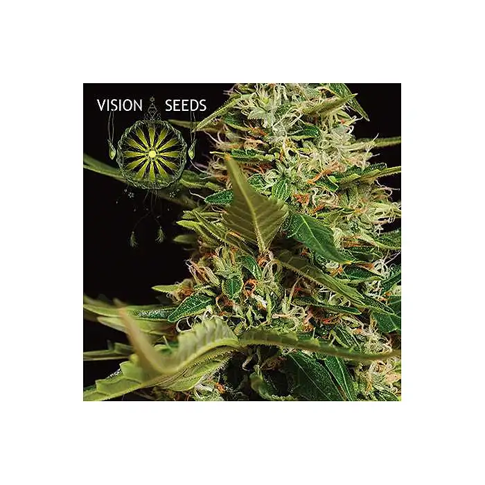 Super Skunk Auto Vision Seeds 1
