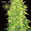 White Widow Auto Vision Seeds 1