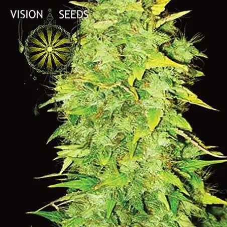 White Widow Auto Vision Seeds 1