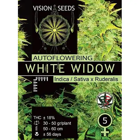 White Widow Auto Vision Seeds
