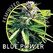 Blue Power 1 - Vision Seeds