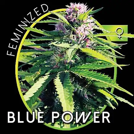 Blue Power 1 - Vision Seeds