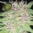 Jack Herer Vision Seeds 1