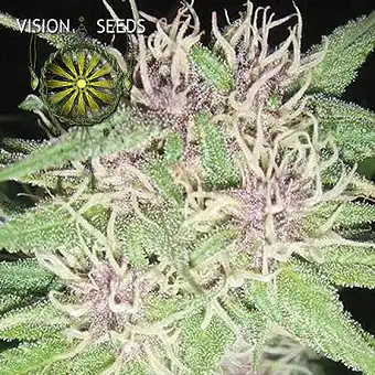 Jack Herer Vision Seeds 1