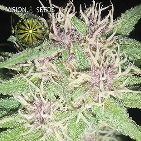 Jack Herer Vision Seeds 1