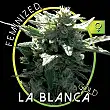 La Blanca Gold 1 - Vision Seeds
