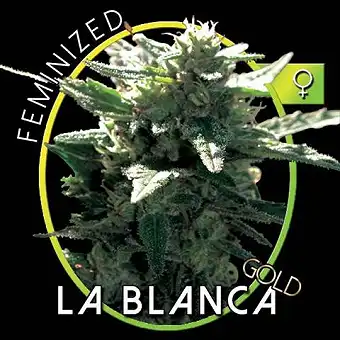 La Blanca Gold 1 - Vision Seeds