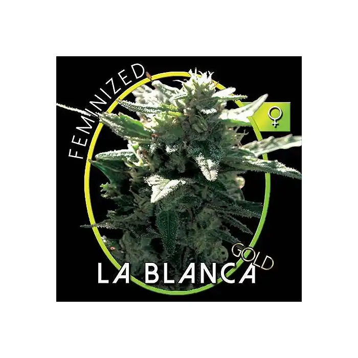 La Blanca Gold 1 - Vision Seeds
