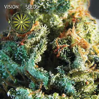 Silver Haze Vision Seeds 1
