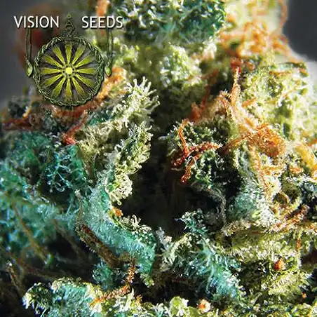 Silver Haze Vision Seeds 1