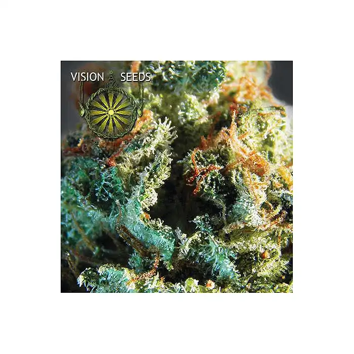 Silver Haze Vision Seeds 1