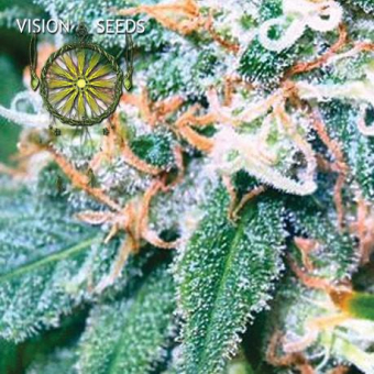 Super Skunk Vision Seeds