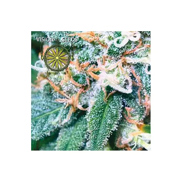 Super Skunk Vision Seeds