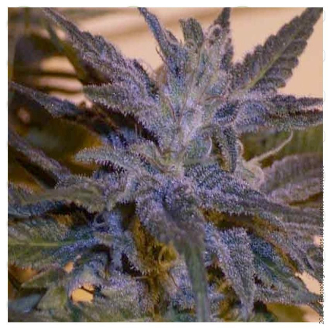 China Yunan - Ace Seeds
