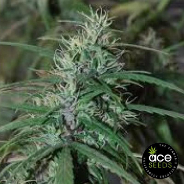 Green Haze 1
