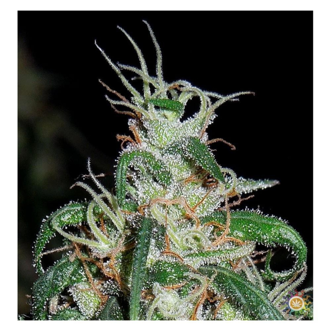 Green Haze 1