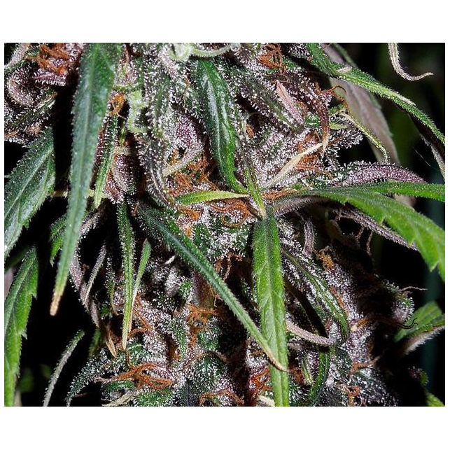 Green Haze Thai 1