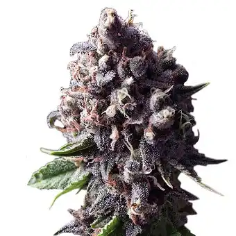 Auto Purple The Original Sensible Seeds