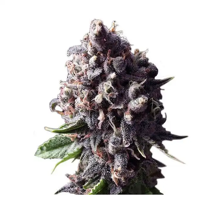 Auto Purple The Original Sensible Seeds