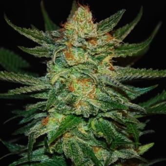 Black Destroyer - Original Sensible Seeds