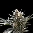 Tangie - Reserva Privada Tangie - Reserva Privada