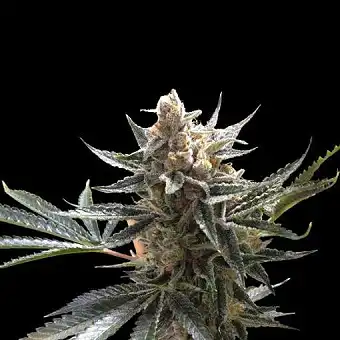 Tangie - Reserva Privada