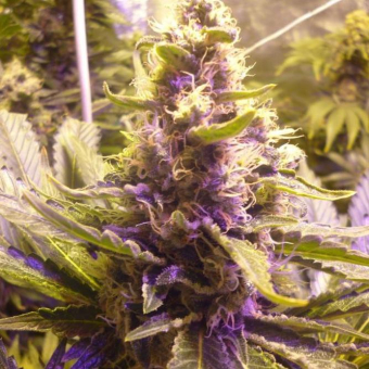 Sweet Kush