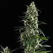 Amnesia Gold Pyramid Seeds