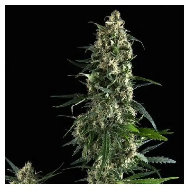 Amnesia Gold Pyramid Seeds