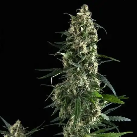 Amnesia Gold Pyramid Seeds
