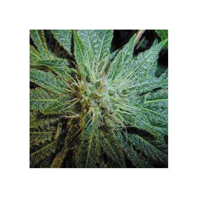 Gardener´s Choice
