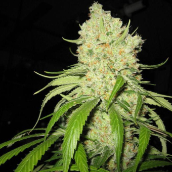 Strawberry Fields - Sagarmatha Seeds