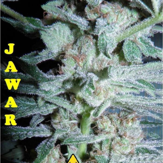 Jawar - Biohazard Seeds