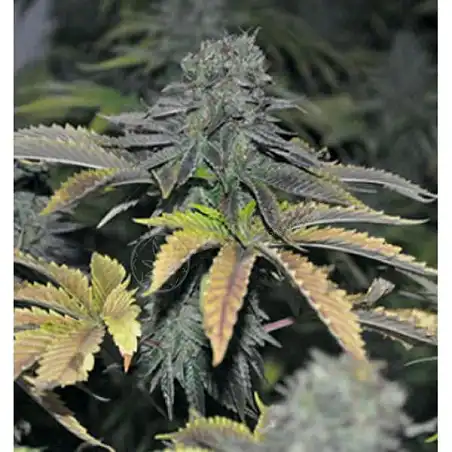 Black Hole 1 - Elite Seeds