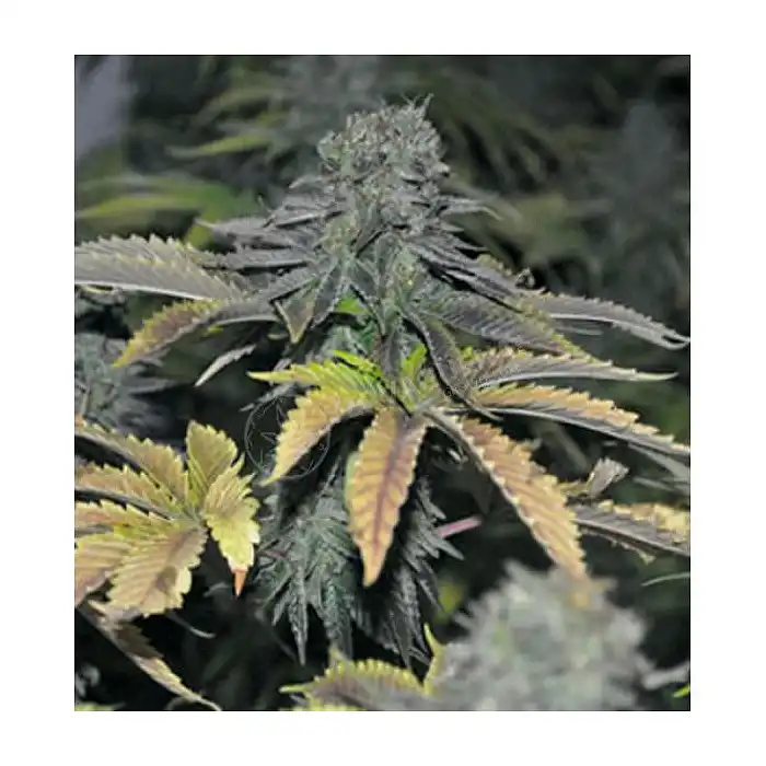 Black Hole 1 - Elite Seeds