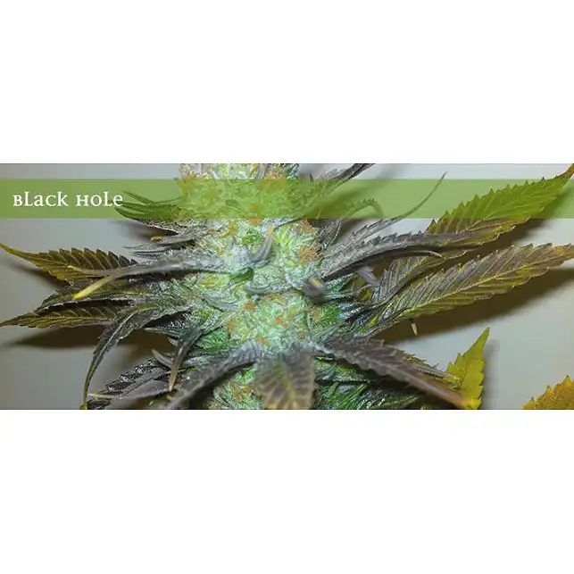 Black Hole - Elite Seeds