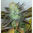 Early Widow Elite Seeds 1 Early Widow Elite Seeds 1