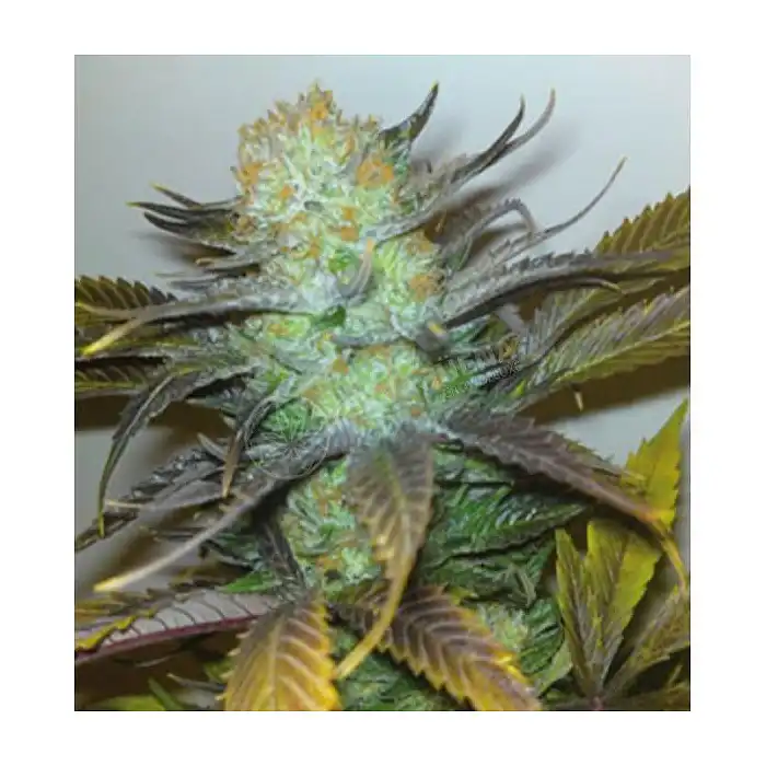 Early Widow Elite Seeds 1