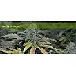 Early Widow Elite Seeds