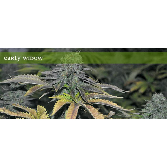 Early Widow Elite Seeds 1