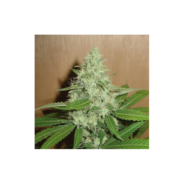 Mango Homegrown Fantaseeds