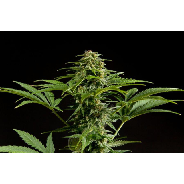 White Yoda Auto 2