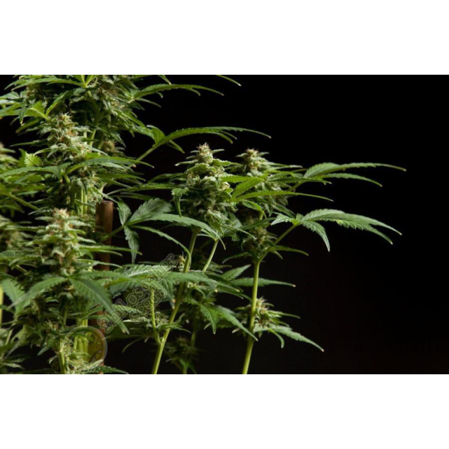 White Yoda Auto 2