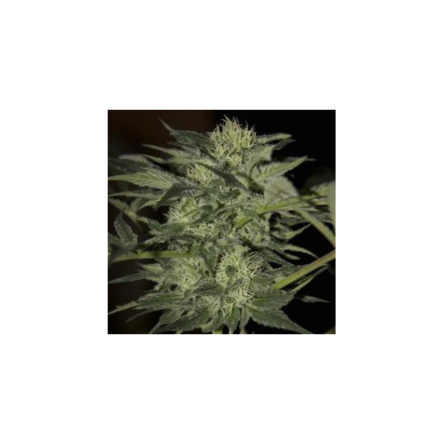 Auto Blue Seedsman