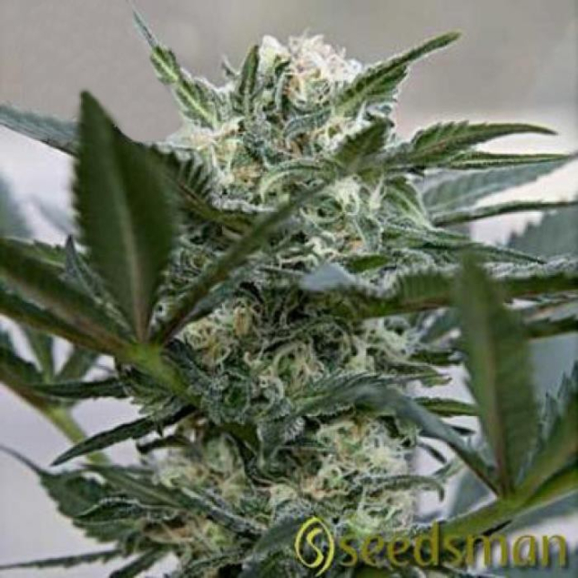 Esta planta de marihuana de fenotipo 100% indico, nace del cruce a 3 bandas entre Hindu Kush, Master Kush y Lowryder.... Esta planta de marihuana de fenotipo 100% indico, nace del cruce a 3 bandas entre Hindu Kush, Master Kush y Lowryder....