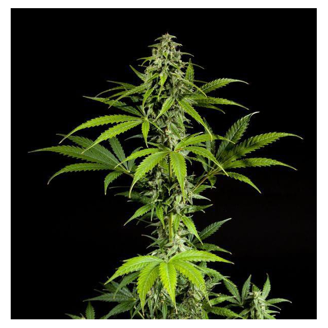 Fraggle Skunk Auto 2
