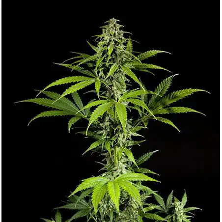 Fraggle Skunk Auto 2 - Philosopher Seeds