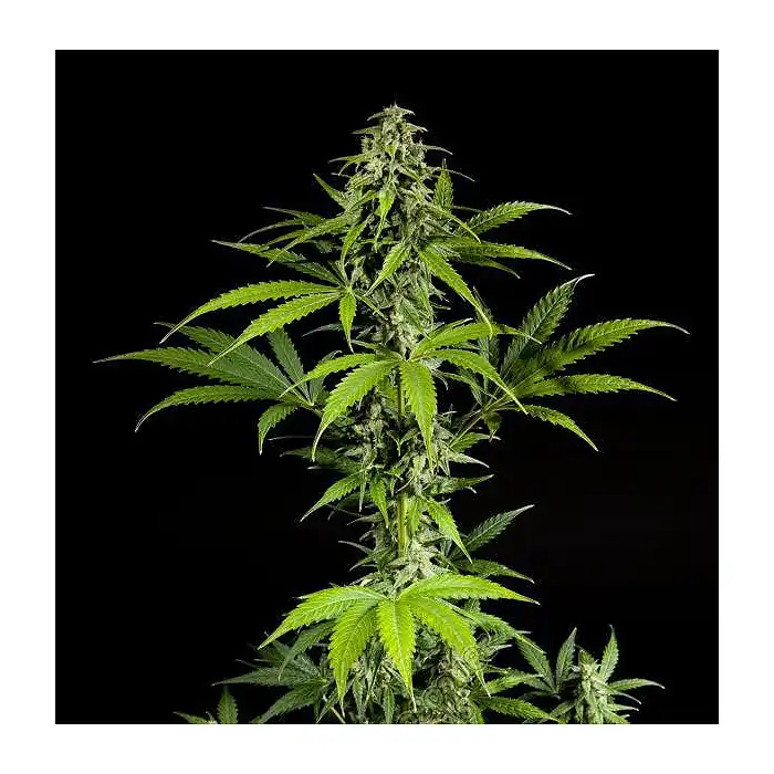 Fraggle Skunk Auto 2 - Philosopher Seeds