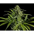 Fraggle Skunk Auto - Philosopher Seeds